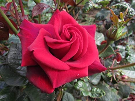 King Charles III Rose Bush Gift Wrapped King Charles III Rose Bush Gift Wrapped image3 3