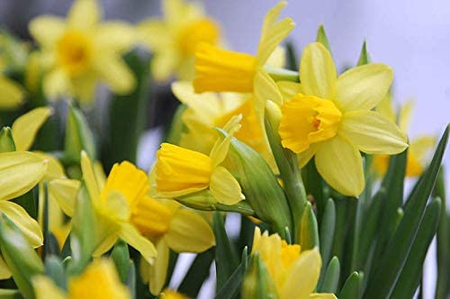 Mini Daffodil Plants - Narcissus Tete a Tete 41+5xVBpMML._AC_ 3