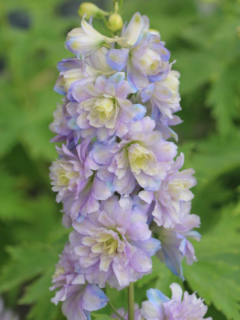 Delphinium Highlander Plant Mix (2 Plants) Delphinium Highlander Plant Mix (2 Plants) image2 3