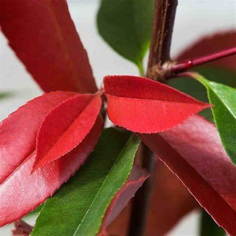'Little Red Robin' Photinia  - 2 Plants 418Jm6xp7FL._AC_ 3