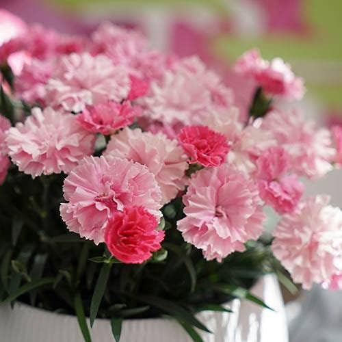 Dianthus I Love You Flowering Plant Dianthus I Love You Flowering Plant image4 4