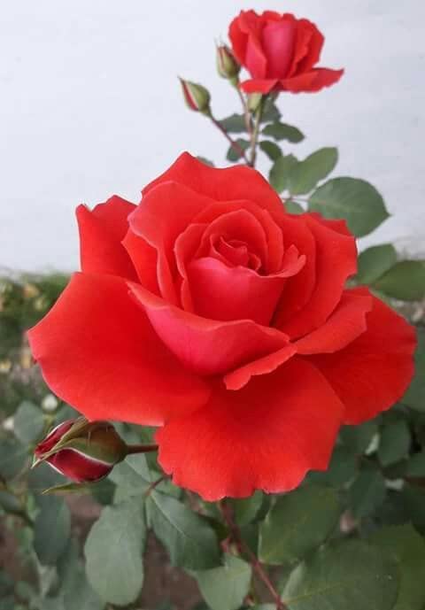 Red Halite Red Rose Bush - Love Knot