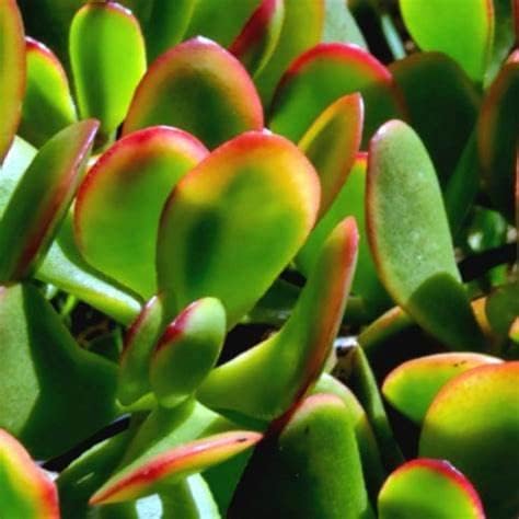 Crassula Ovata -  Money Plant  5