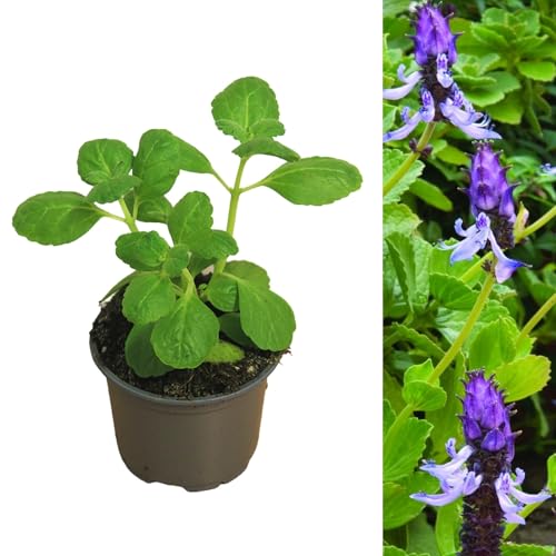 Coleus Canina 'Scaredy Cat' Plants  5