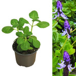 Coleus Canina 'Scaredy Cat' Plants  5