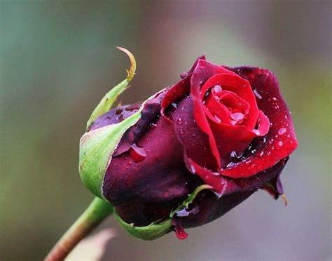 Red Rose Bush - Deep Secret 41SaHdtXUWL._AC_ 4