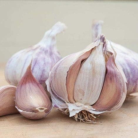 Garlic Planting Bulbs - Germidour Pink  3