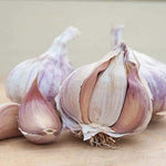 Garlic Planting Bulbs - Germidour Pink  3