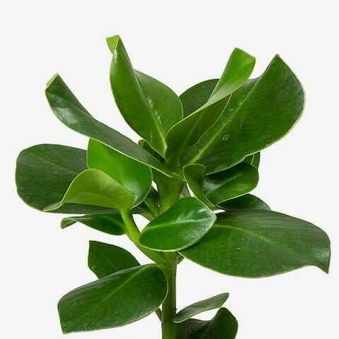 Autograph Tree - Clusia Rosea 41dcyjVvfKL._AC_ 1