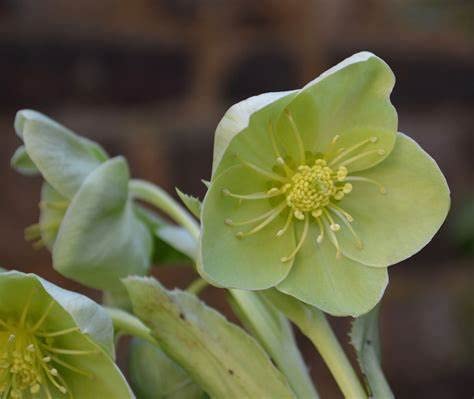 Helleborus "Silver Lace" 41ip3OpzkuL._AC_ 5