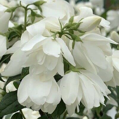 Philadelphus Virginal Double Bloom 41jvn5AVrAL._AC_ 1