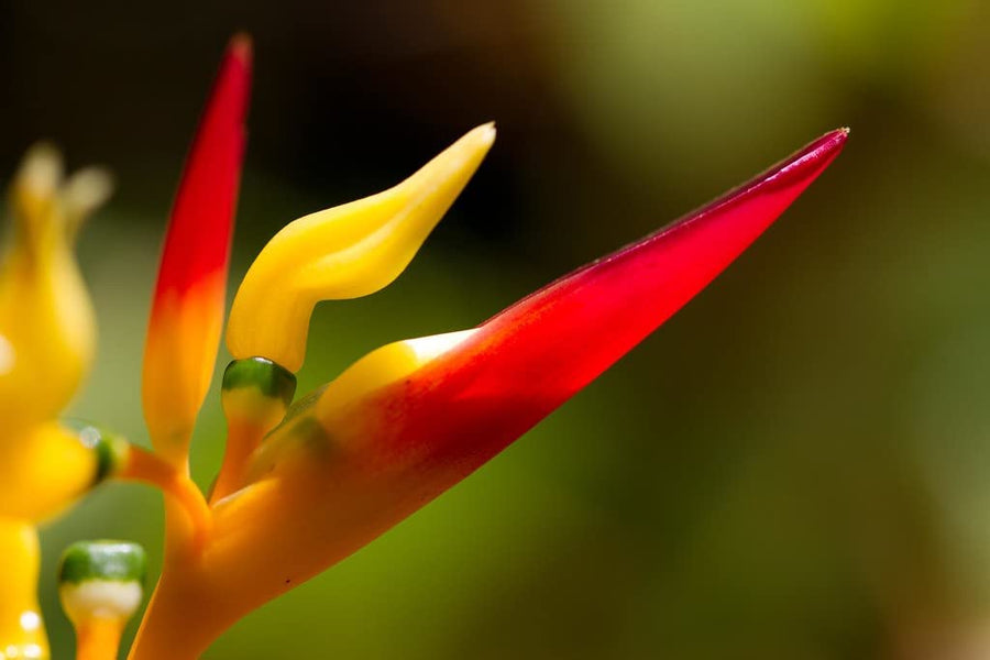 Heliconia psittacorum 'Hawaii' Heliconia psittacorum 'Hawaii' image4 4