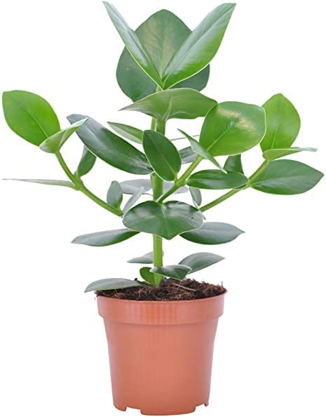 Autograph Tree - Clusia Rosea 41pKJHVKDyL._AC_ 2