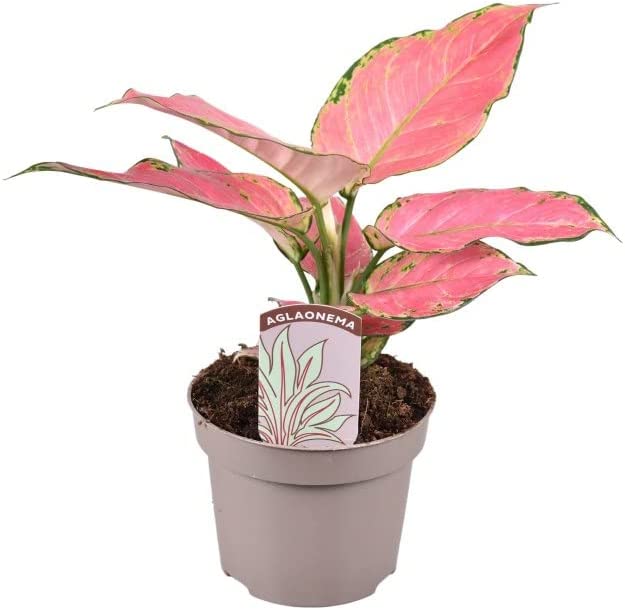 Aglaonema Pink Star Aglaonema Pink Star image1 3