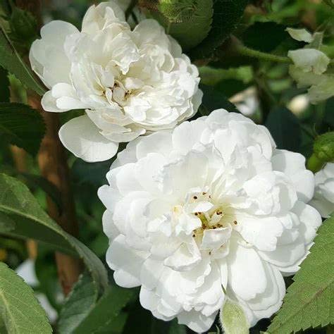 White Rose Bush - Guirlandes D'amour 41tvbA58poL._AC_ 1