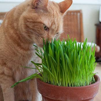Cat Grass Hordeum Vulgare