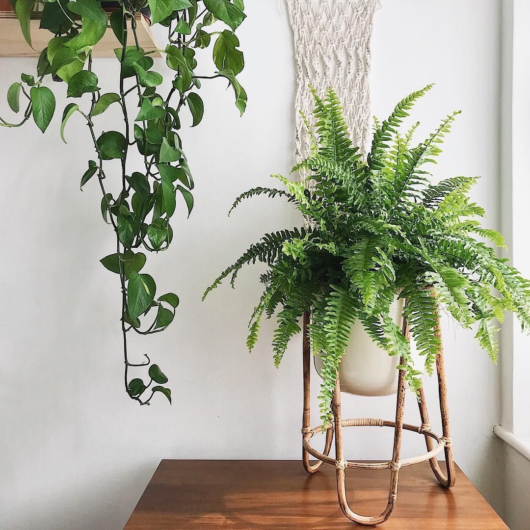 Boston Fern