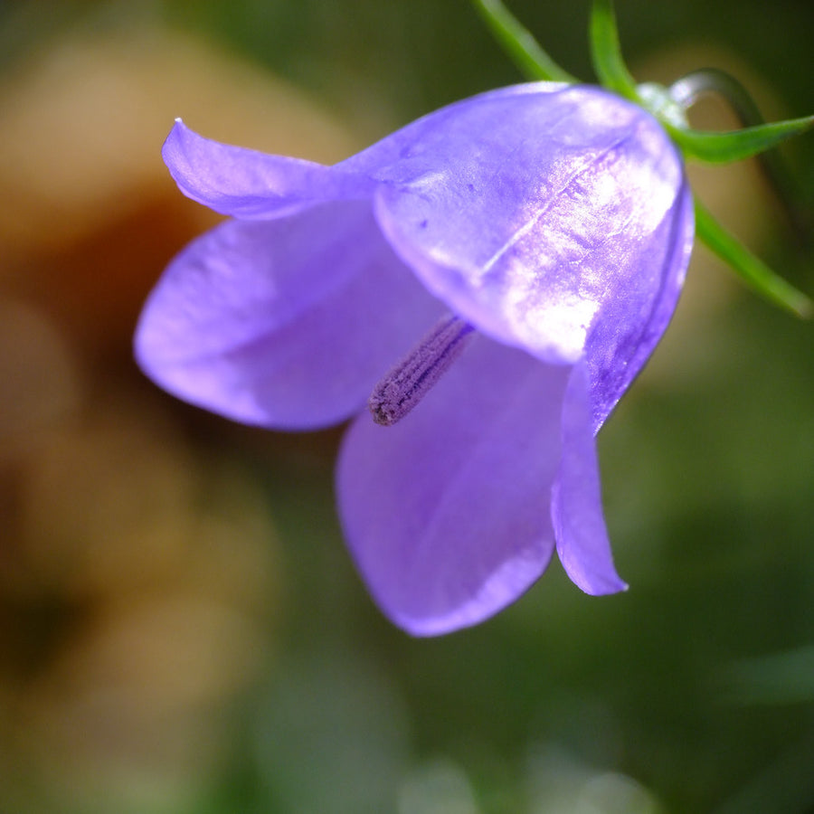 Campanula Bavarian Blue Alpine Plant Campanula Bavarian Blue Alpine Plant image3 3