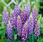 Lupin Perennial  4
