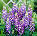 Lupin Perennials 'Blue' Lupin Perennials 'Blue' image1 1
