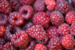 Raspberry Rubus Tulameen  2