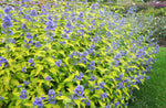 Caryopteris x clandonensis - 'Worcester Gold Caryopteris x clandonensis - 'Worcester Gold image2 2