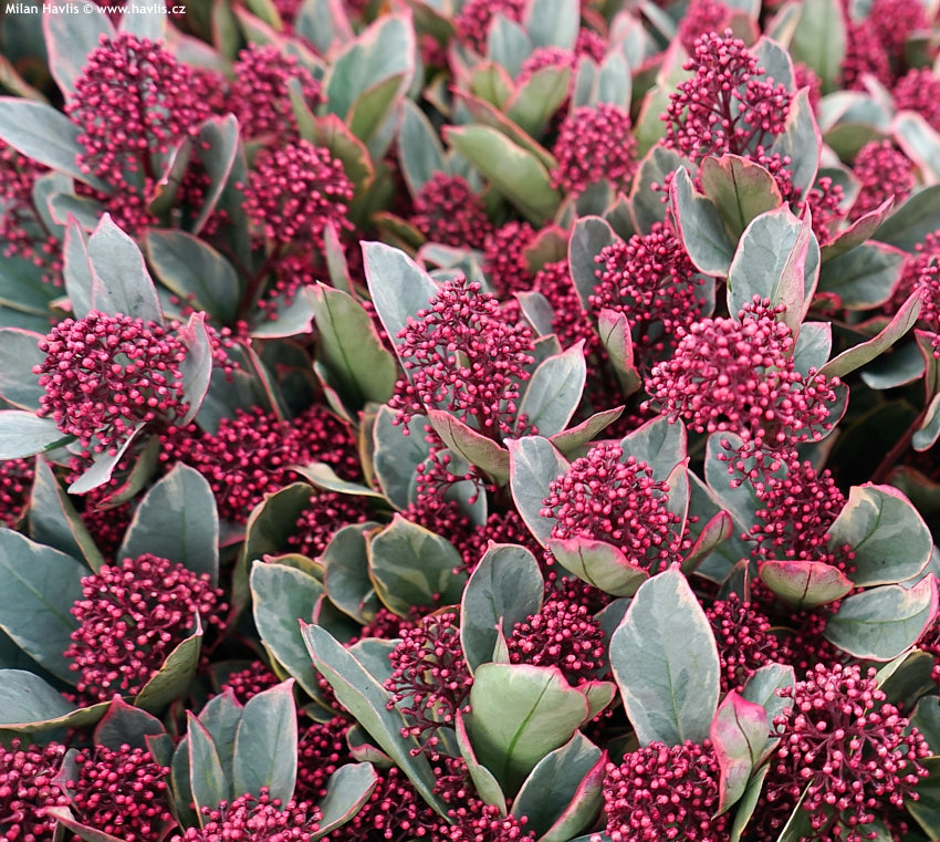 Skimmia Japonica 'Perosa' 4678_2 3