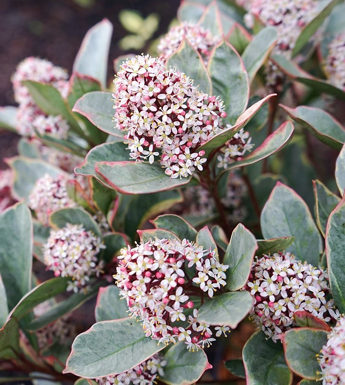 Skimmia Japonica 'Perosa' 4678_4 5