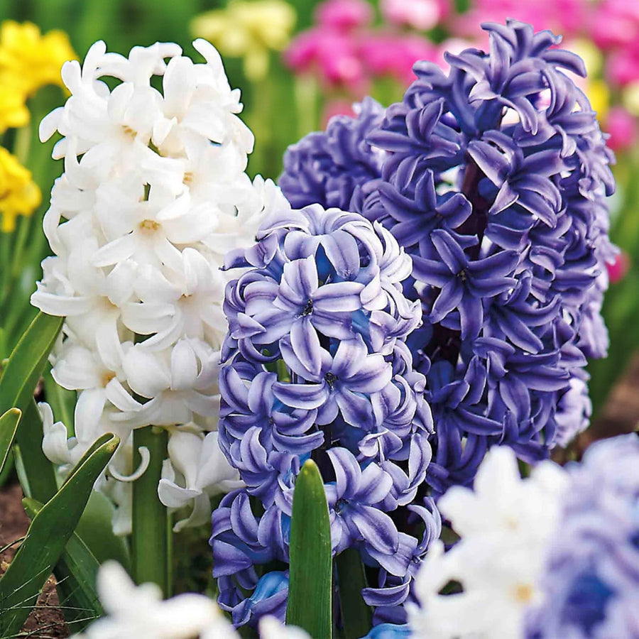 Hyacinth Rhapsody in Blue Bulb Mix  1
