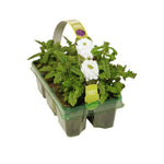 Verbena White Bedding Plants  6