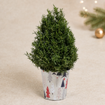 Rosemary Mini Christmas Tree  3