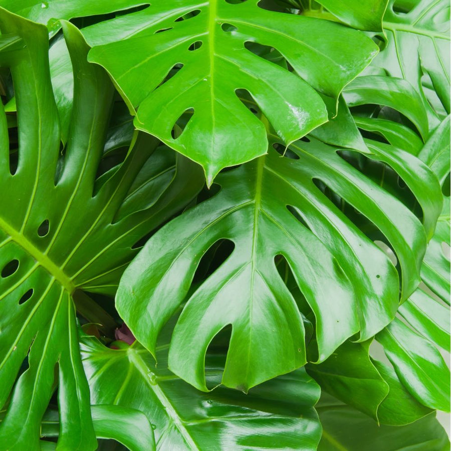 Monstera Deliciosa 48244-philodendron-monstera-3 7