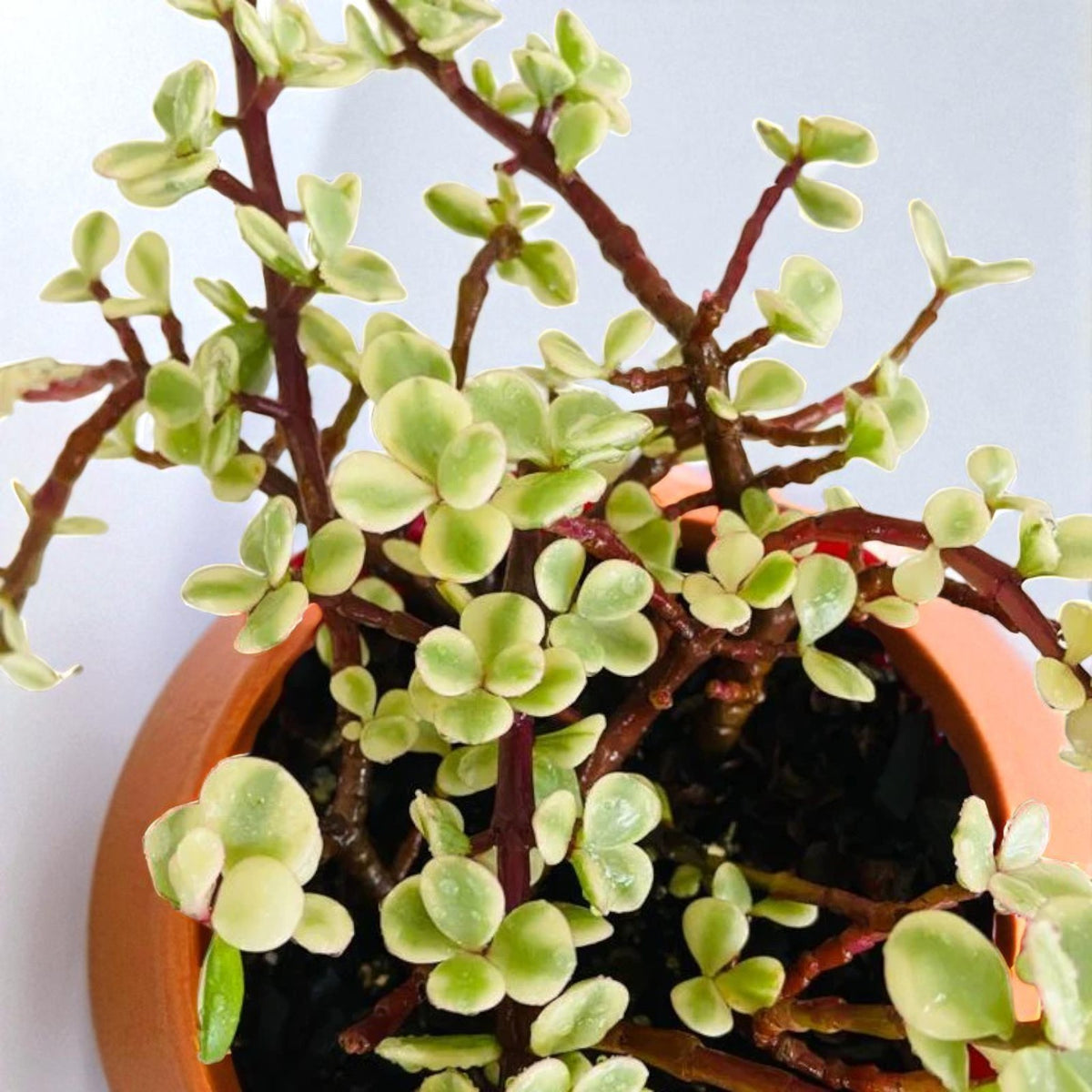 Variegated Jade Plant  1