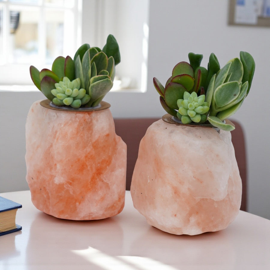 Himalayan Salt Crystal Succulent  2