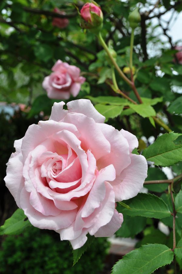 Pink Rose Bush - Belinda's Dream 4bc0aa02a95118702c4694ccba507490 3