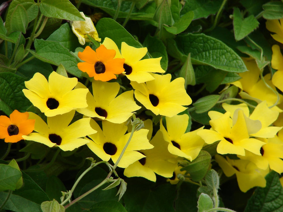 Thunbergia - Black Eyed Susan Vine Thunbergia - 'Black Eyed Susan Vine' image2 3