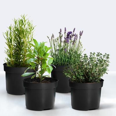 Hard To Kill Herb Collection -  Rosemary, Lavender, Thyme and Bay