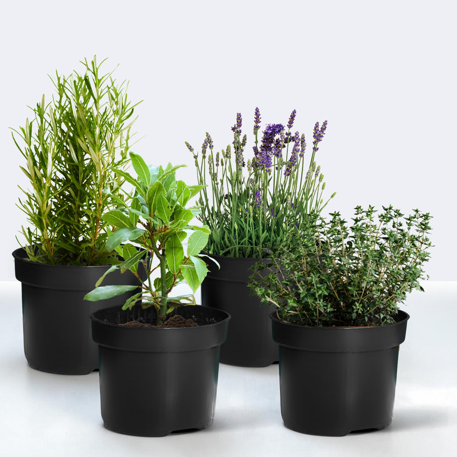 Hard To Kill Herb Collection -  Rosemary, Lavender, Thyme and Bay  1