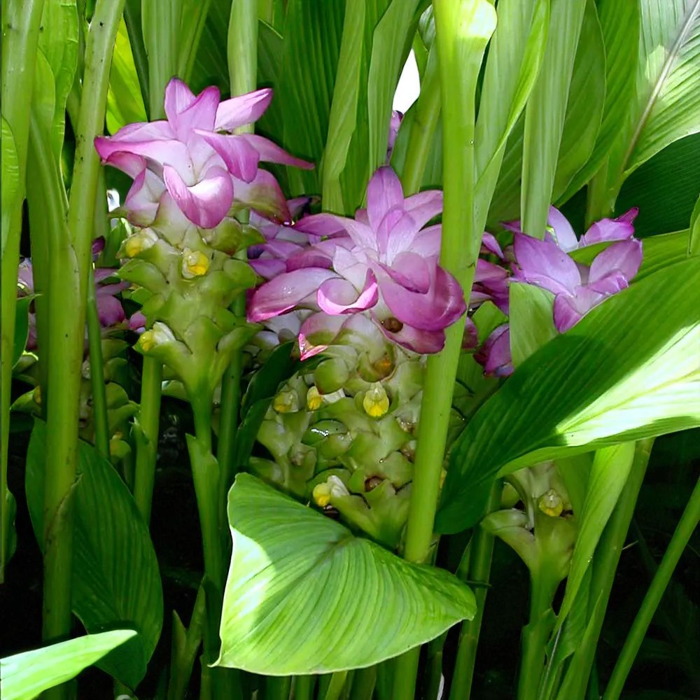 Curcuma Longa Tumeric Bare Roots  3