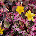 Oxalis Spiralis Crazy Pink  1