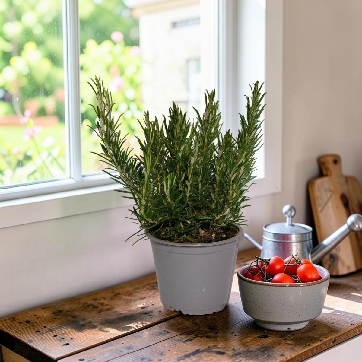 Rosemary Herb Plant