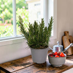 Rosemary Herb Plant  1