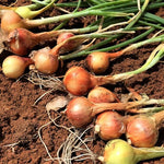 Red Sun & Yellow Moon Shallot Set Mix  1