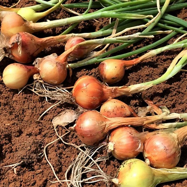 Red Sun & Yellow Moon Shallot Set Mix  1