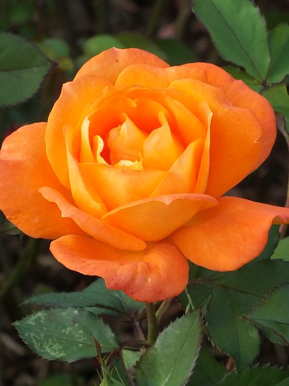 Orange Rose Bush - Orange Sunblaze 5042c5fc0c2a420b871484ceb00e69c4 3