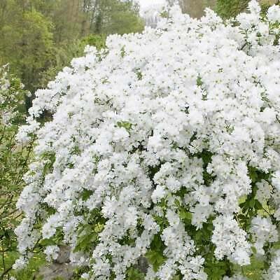 Philadelphus Virginal Double Bloom 51-07XNkElL._AC_ 3