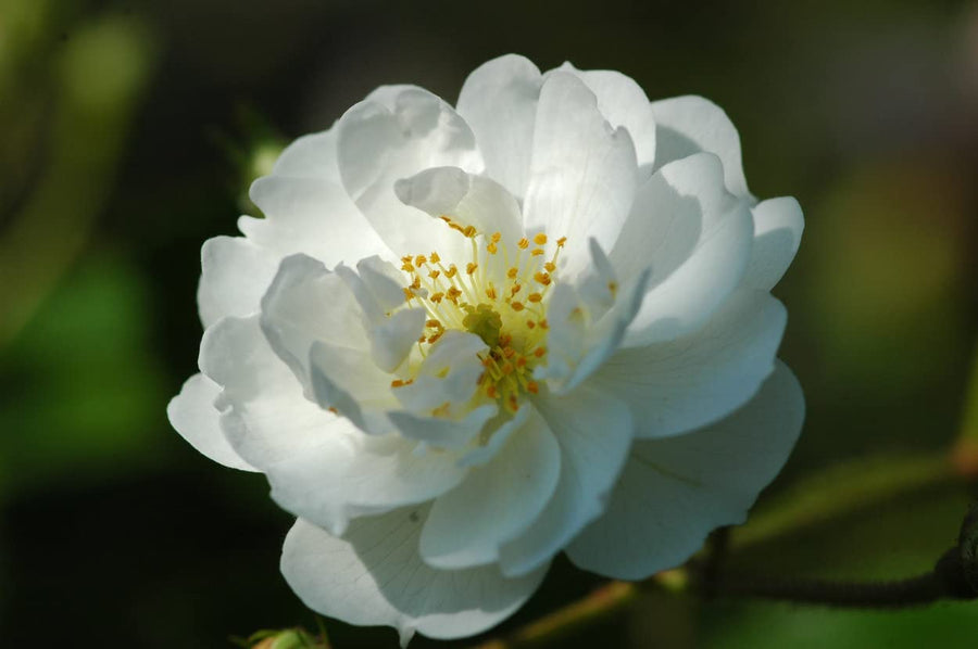 White Rose Bush - Guirlandes D'amour 51-16PicPIL._AC_SL1250_ 3