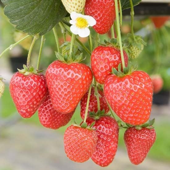 Strawberry Plants  7