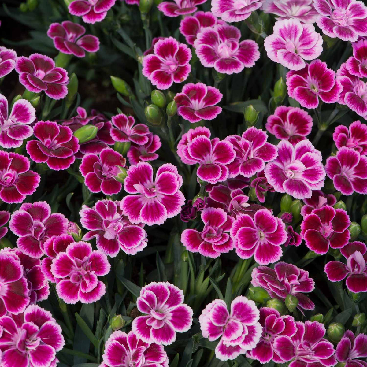 Dianthus Kisses Flowering Plant