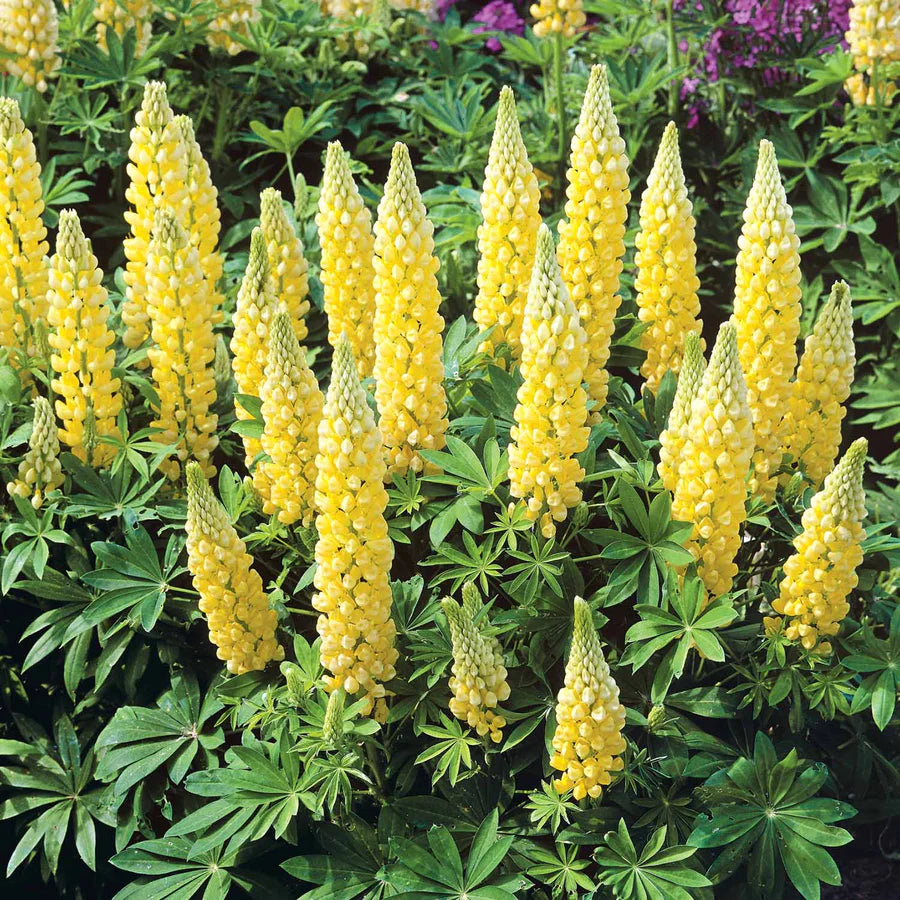 Lupin Perennials 'Yellow' Lupin Perennials 'Yellow' image3 3